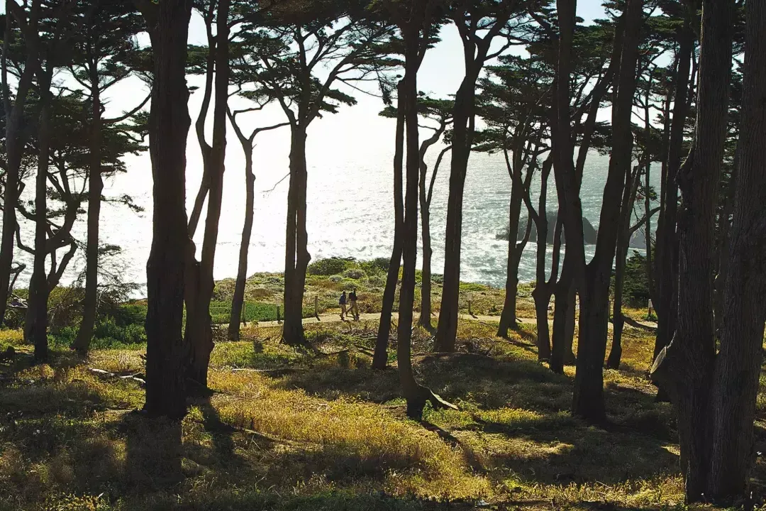 Les randonneurs marchent le long d'une section boisée du sentier 陆地尽头, avec l'océan Pacifique en arrière-plan.